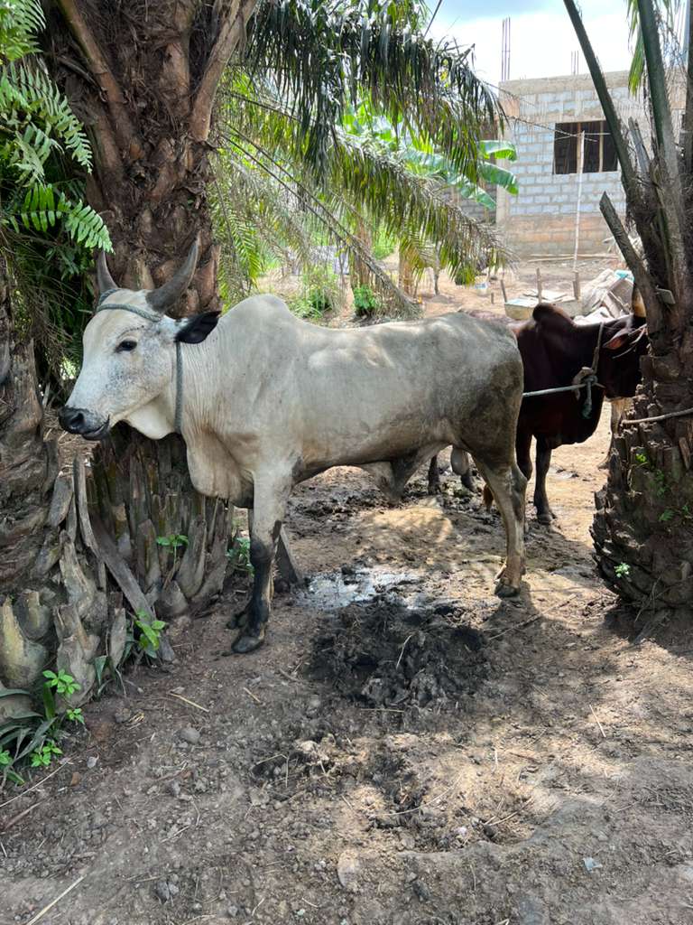 Cow